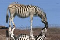 Zèbre de Burchell ( equus burchelli) et son reflet
PN d'ETOSHA NAMIBIE Zèbre, burchell, equus buchelli, reflet, point d'eau, boire, Afrique 